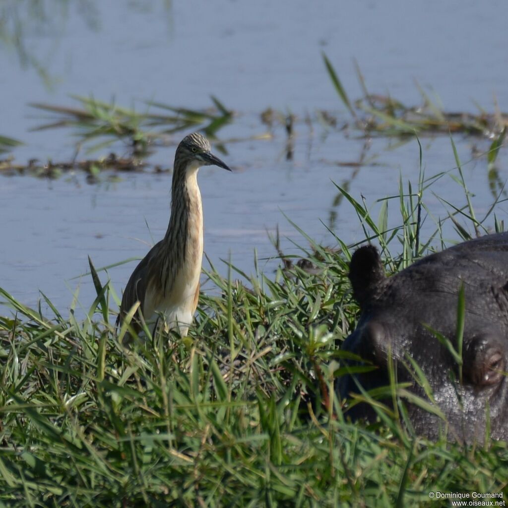 Squacco Heron