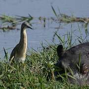 Squacco Heron