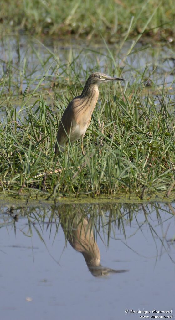 Squacco Heron