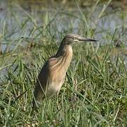 Squacco Heron