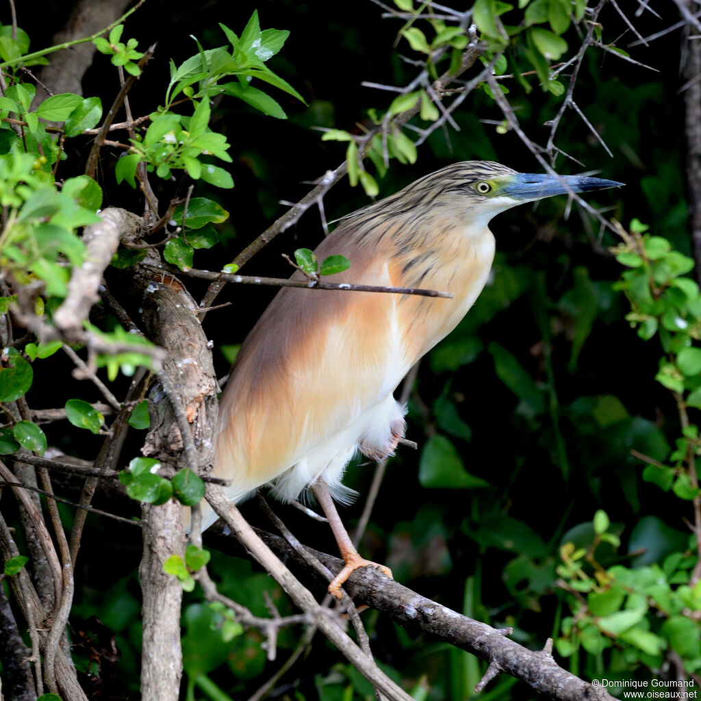 Squacco Heronadult, identification