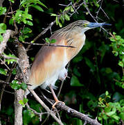 Squacco Heron