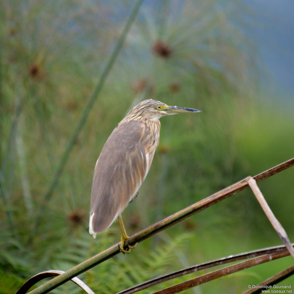 Squacco Heronadult, identification