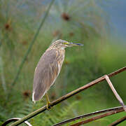 Squacco Heron