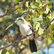 Bare-cheeked Babbler