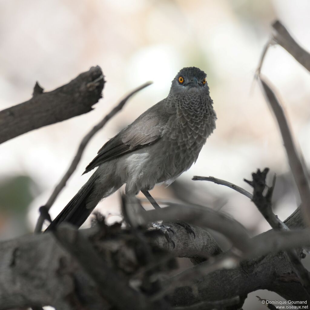 Brown Babbler