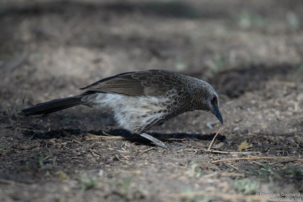 Hartlaub's Babbler female