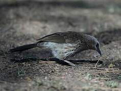 Hartlaub's Babbler