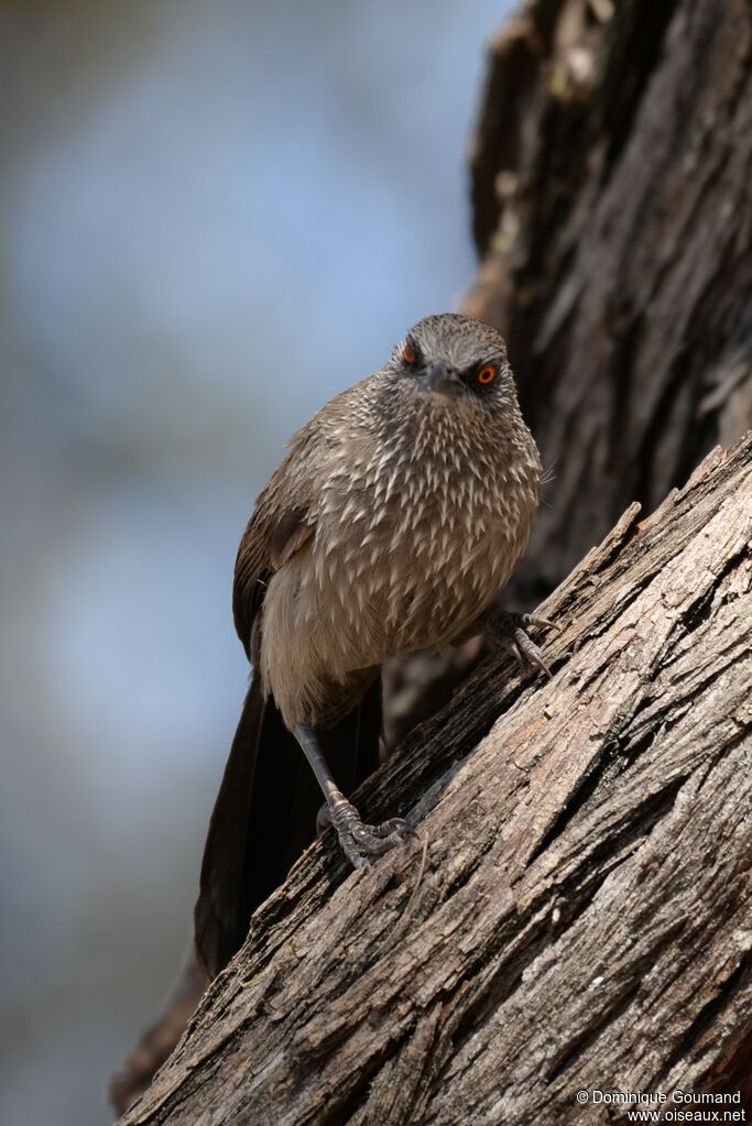 Arrow-marked Babbler