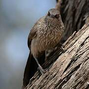 Arrow-marked Babbler