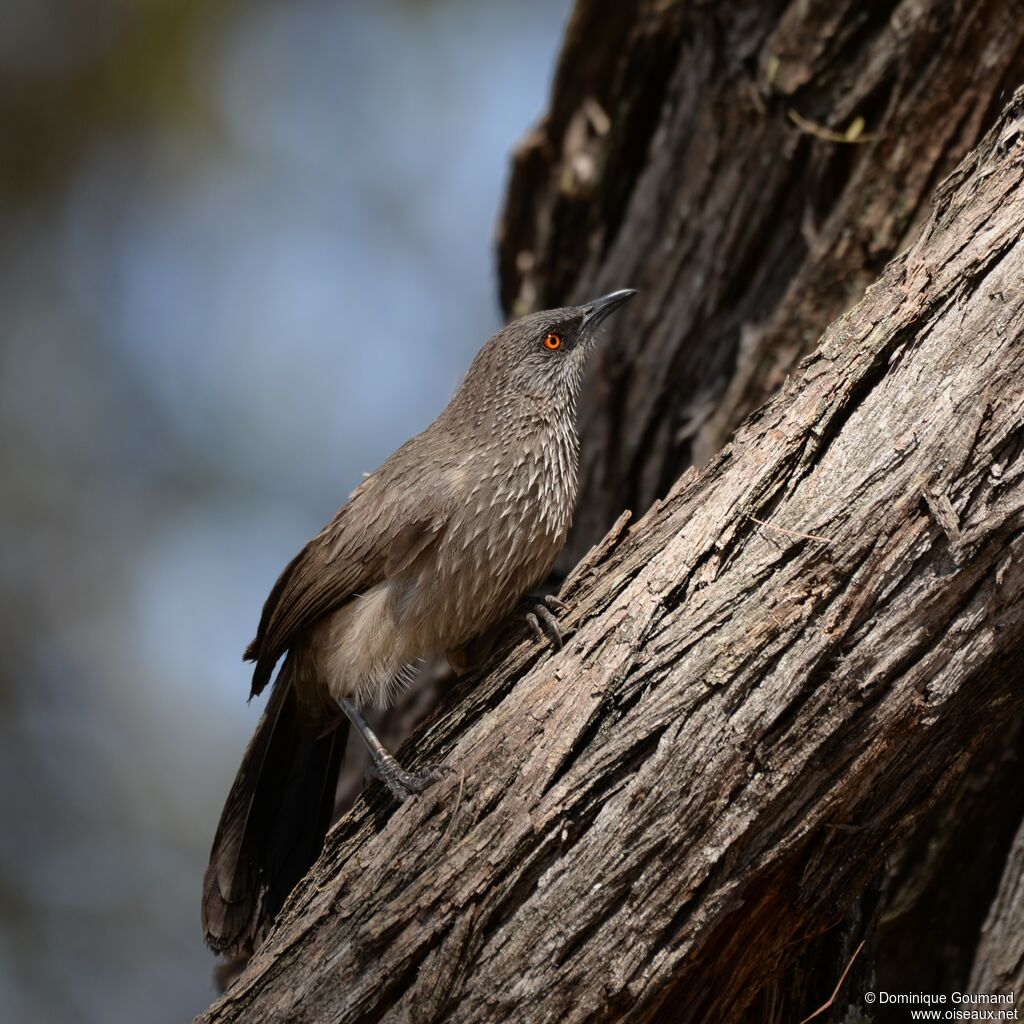 Arrow-marked Babbler