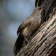 Arrow-marked Babbler