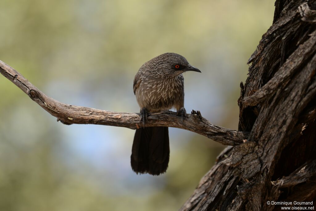 Arrow-marked Babbler