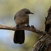 Arrow-marked Babbler