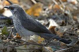 Arrow-marked Babbler