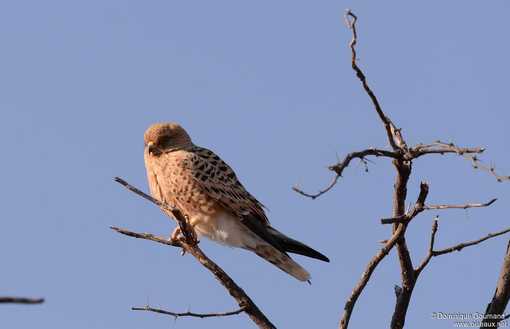 Greater Kestrel