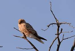 Greater Kestrel