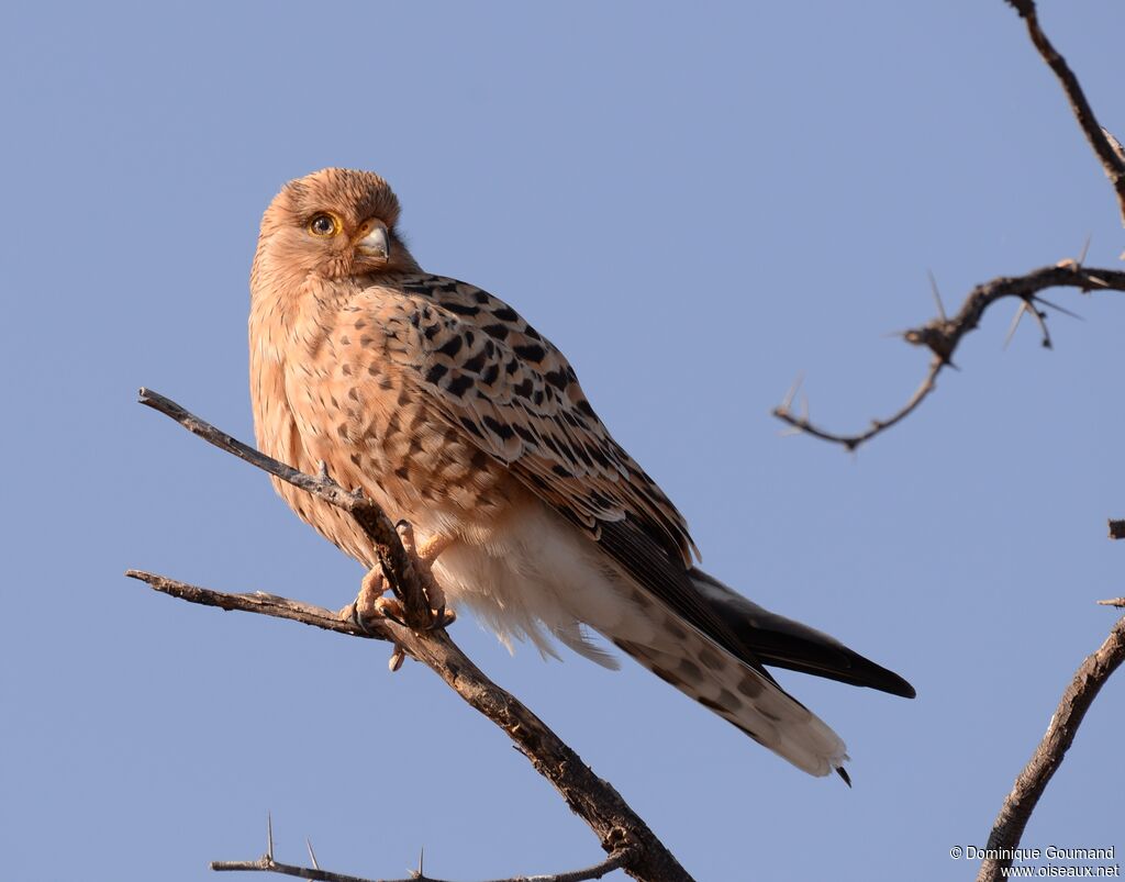 Greater Kestrel