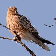 Greater Kestrel