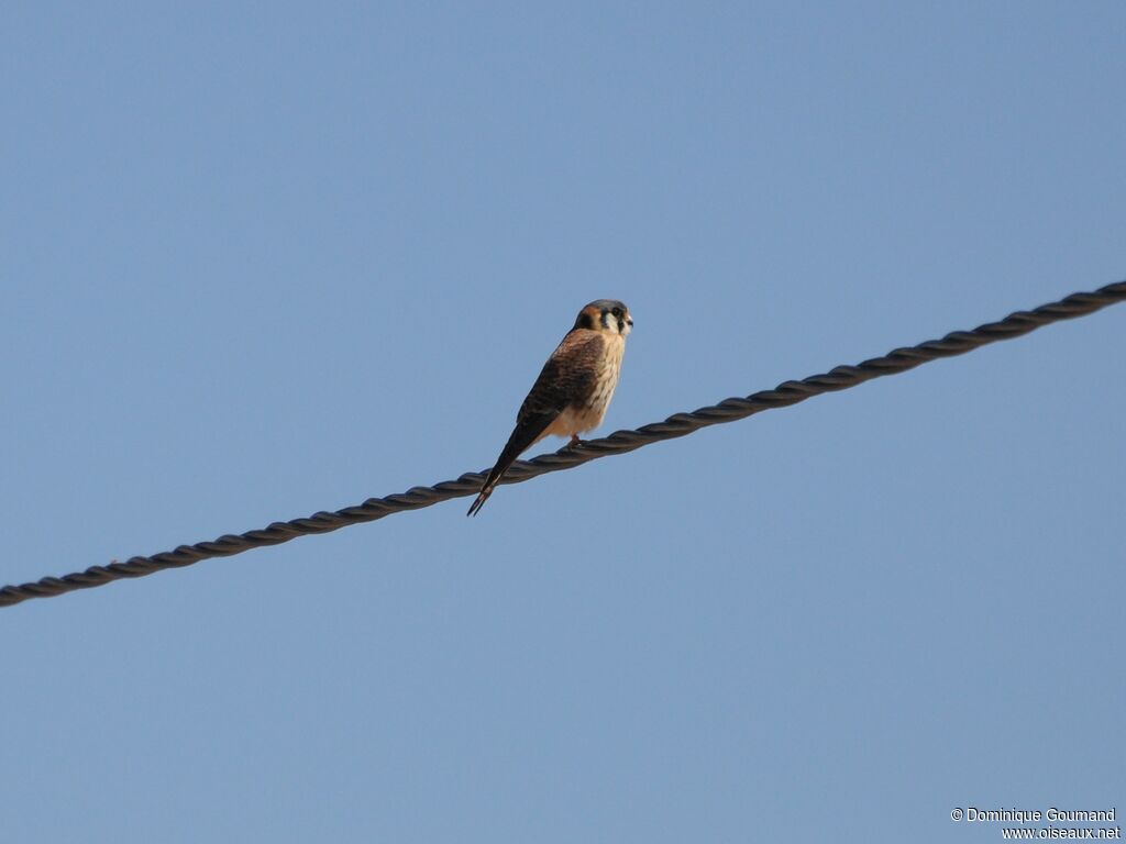 American Kestrel female