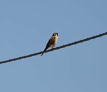 American Kestrel