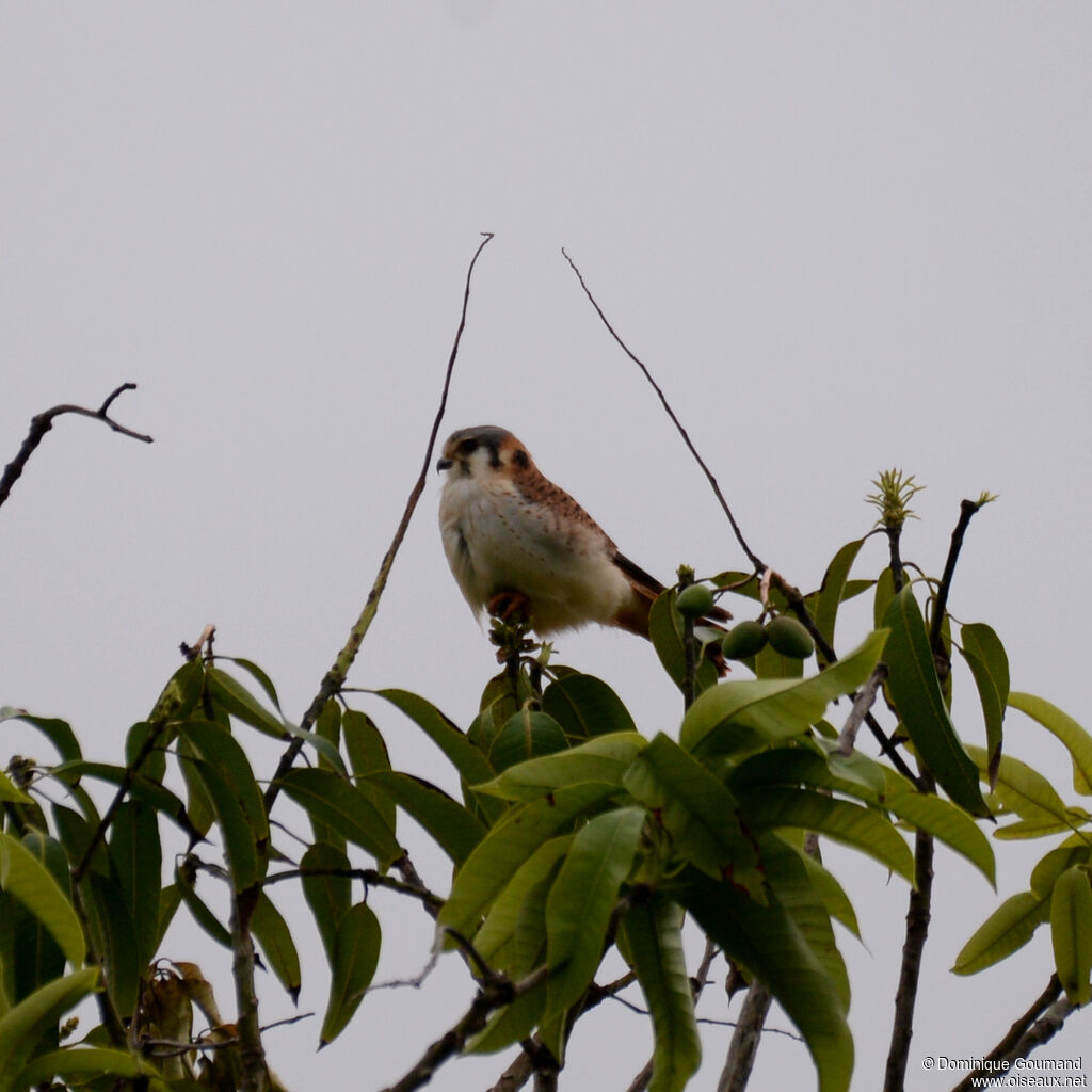 Crécerelle d'Amérique