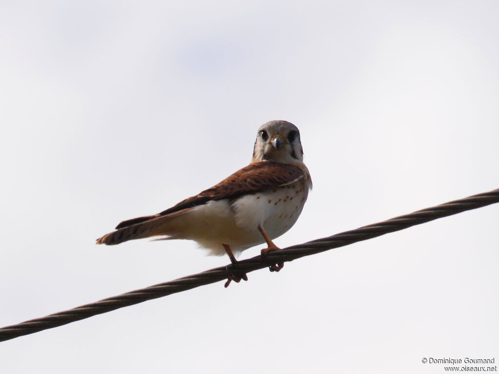 Crécerelle d'Amérique