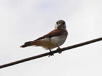 Crécerelle d'Amérique