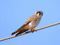 Crécerelle d'Amérique