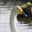 Cygne chanteur