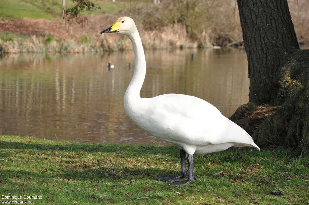 Whooper Swan