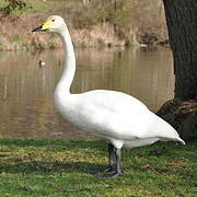 Whooper Swan