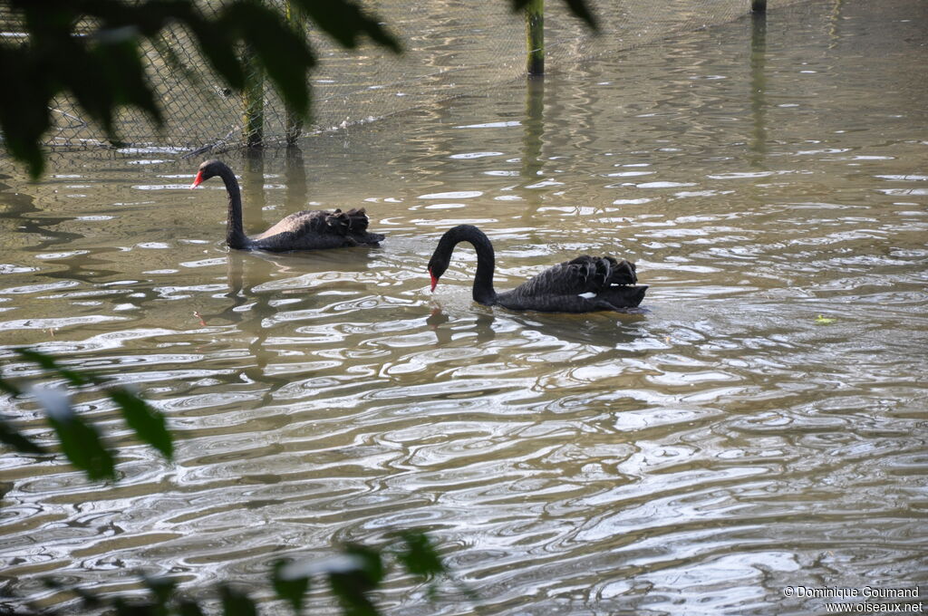 Cygne noir