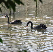 Cygne noir