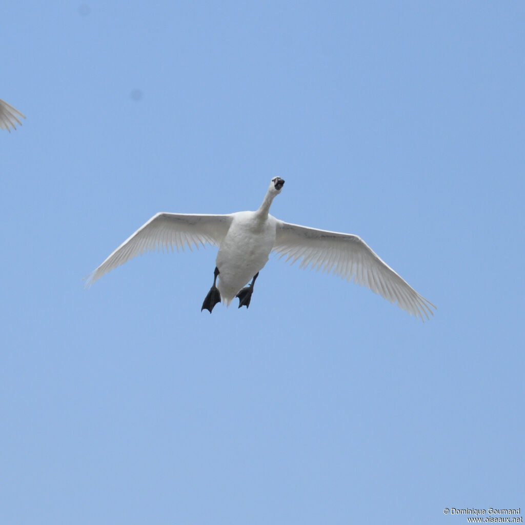 Cygne tuberculéadulte, Vol