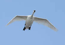 Cygne tuberculé