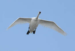 Cygne tuberculé
