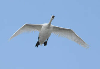 Cygne tuberculé