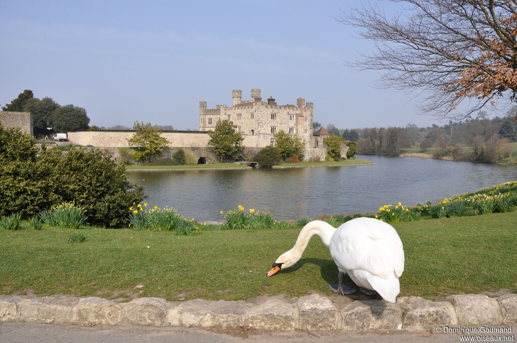 Mute Swan