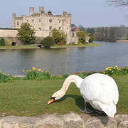 Cygne tuberculé