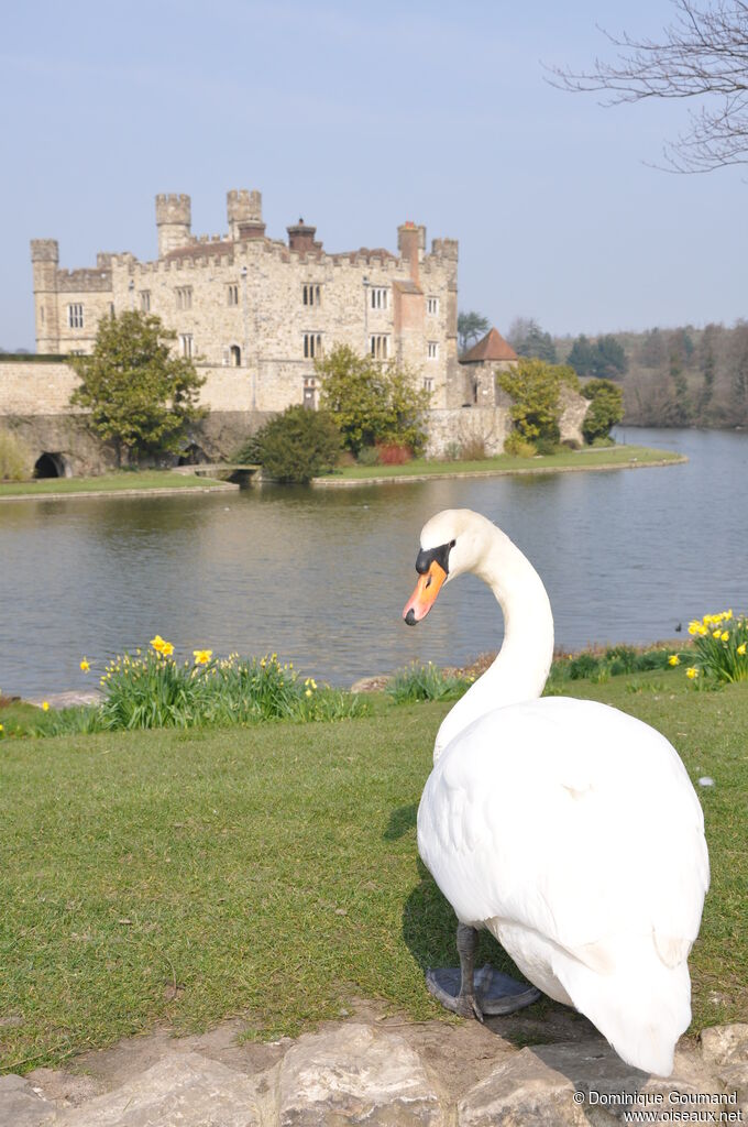 Mute Swan