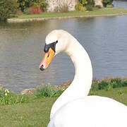 Cygne tuberculé