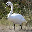 Cygne tuberculé