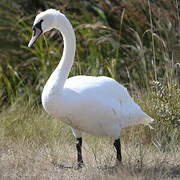 Mute Swan