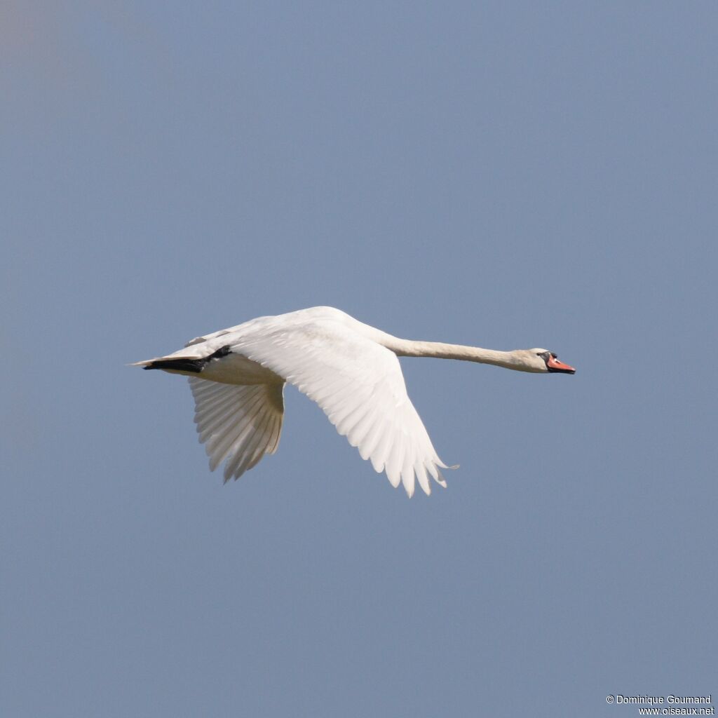 Mute Swan