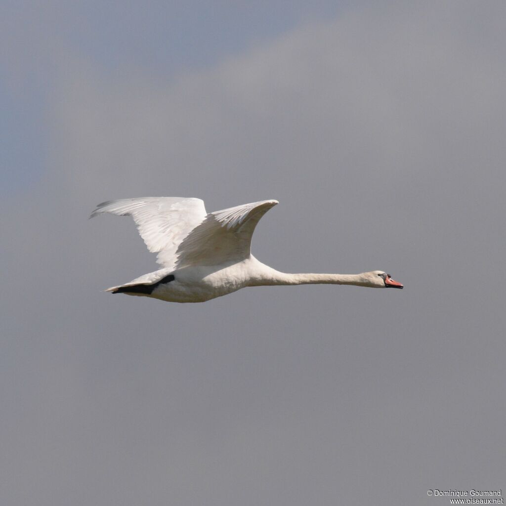 Mute Swan