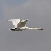 Mute Swan