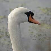 Cygne tuberculé