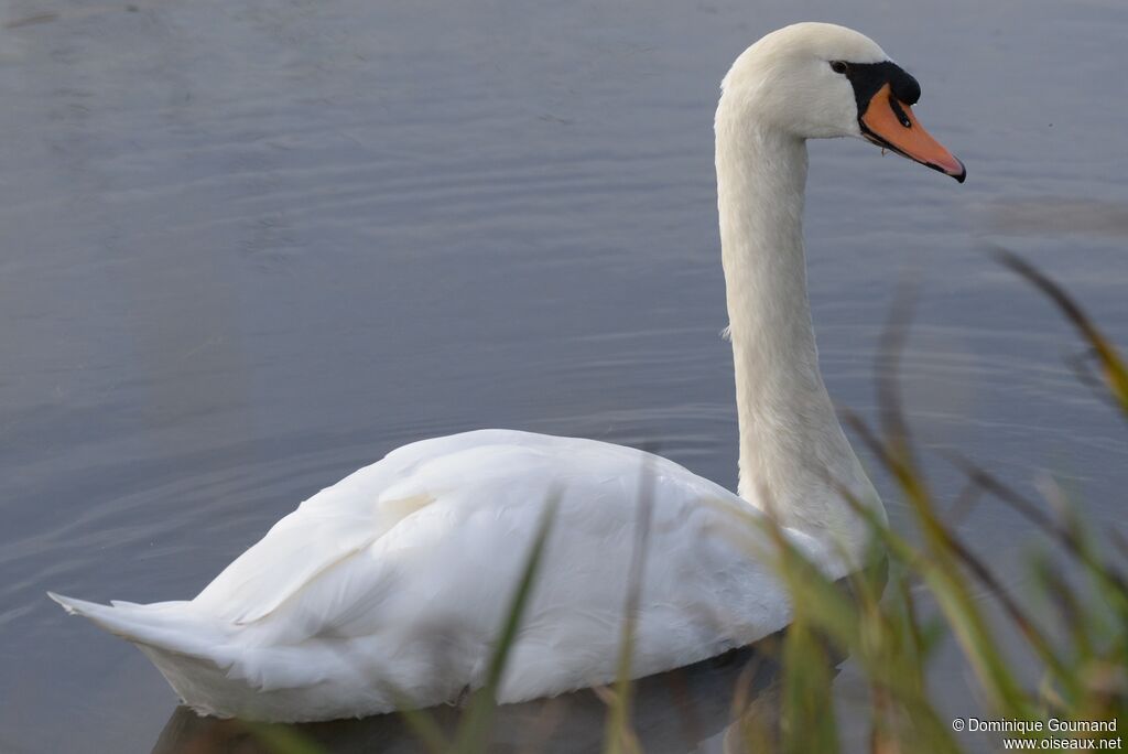 Cygne tuberculé