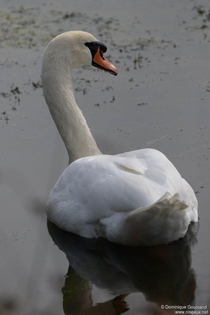 Cygne tuberculé